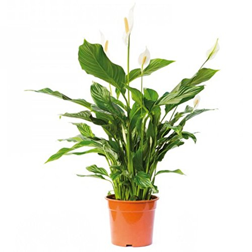 Spathiphyllum Wallisii - Terrariumpflanze