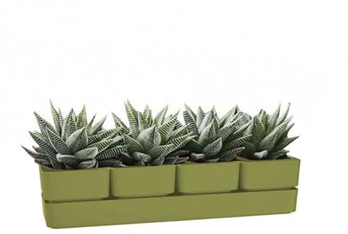 VIRSUS Fioriera con 4 vasi e unico sottovaso 313, misura 48x12x11 cm, Fioriera di forma rettangolare per interno e per esterno, vasi per piccole piante grasse, resistente ai raggi UV (Olive)