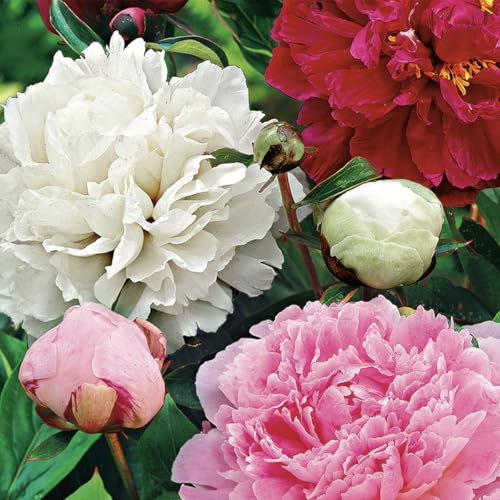 Bloomique – 3er-Mix – Paeonia – Pfingstrose – Rot, Weiß, Rosa – Knollen – Gartenpflanzen – Stauden – Winterhart – Staude – Wird bis zu 80–100 cm groß