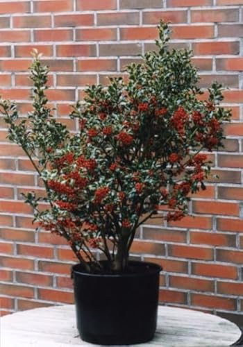 Immergrüne Stechpalme Alaska - Ilex aquifolium