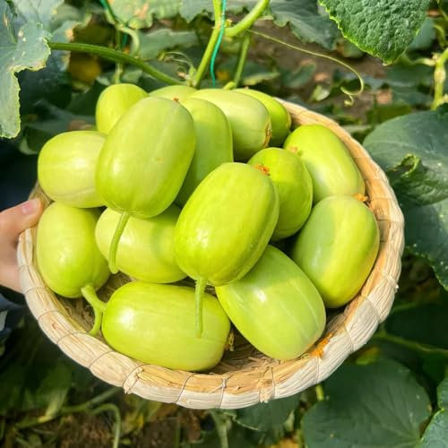 250 piezas semillas de pepino al aire libre semillas orgánicas hortalizas variedades antiguas plantas de balcón semillas de pepino - Cucumis sativus - huerto semillas de plantas de