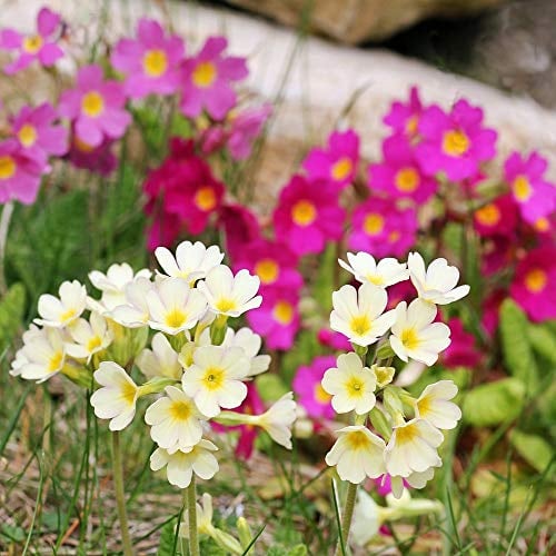 Primrose Crescendo Mix Samen, Primula Schlüsselblume