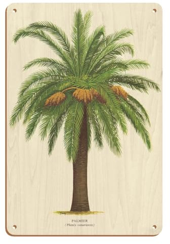Canary Island Date Palm Tree - Palmier (Phoenix Canariensis) - Vintage Botanical Illustration by Ferry c.1770s - 8 x 12 inch Vintage Wood Art Sign