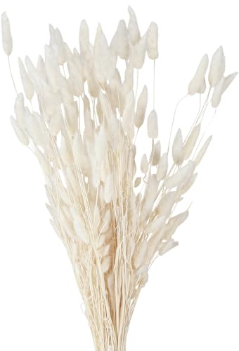 Trockenblumen Lagurus Cremeweiß 55-70cm 100g Dekoration