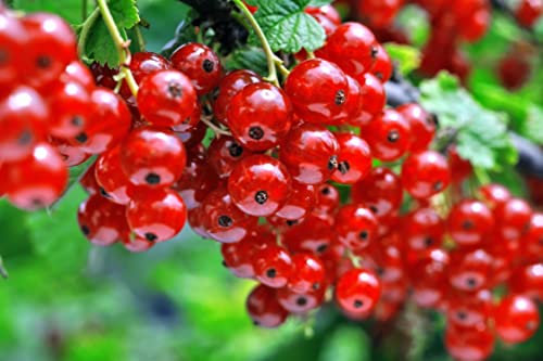 50 Graines de Groseillier à grappe Rouge - fruit potager - semences paysannes reproductibles - SemiSauvage