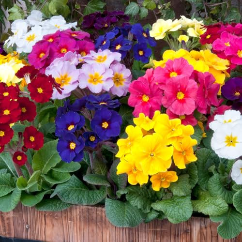 Primrose 'Stella Mix'. Bedding Plants x 6. Winter Flowering Primula. Mixed Primula Flowers. Available from Bedwen Plants
