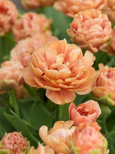Tulpe Copper Image® | 10 Stück | Blumenzwiebel | Schnittblume | Topfpflanze | Geeignet für Kübel | Orange | Rosa | 100% Blütegarantie | QFB Gardening | Gefüllt | Spät Blühend | Tulpenzwiebeln