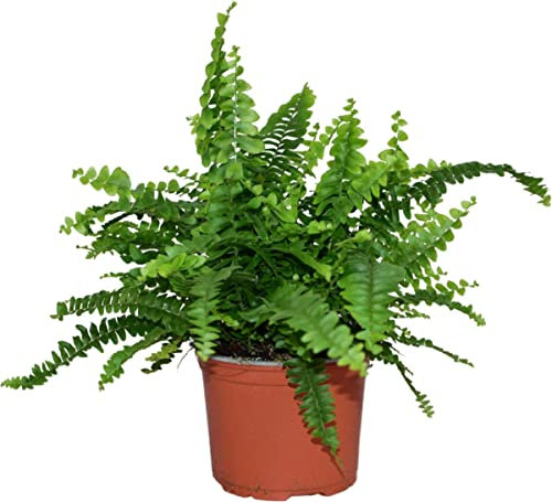 DECOALIVE Helecho Macho de Exterior e Interior Planta Natural