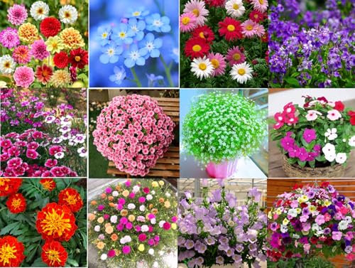 12 Sorten Bio-Blumensamen-Set, Premium Blumensamen-Kombinationen，Blumensamen-Kombinationen, die ganzjährig gepflanzt werden können,Eine ideale Blumensamenkombination zur Balkon-und Gartenschmückung.