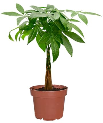 Green Me Up Glückskastanie Pachira aquatica - geflochtener Stamm - Topf Ø17 cm, Höhe 50-60 cm - pflegeleicht - 1x pro Woche gießen - heller Standort - ideale Zimmerpflanze für Büro & Zuhause