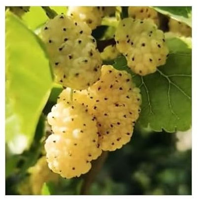 Stk - 20x Weiße Maulbeeren (Morus alba) Beeren Obst Baum Pflanzen - Samen A449 - Seeds & Plants Shop by Ipsa