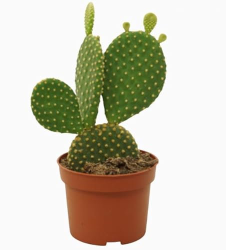 Opuntia microdasys - Bunny Ears Cactus - Succulent House Plant in 10 Ø Pot