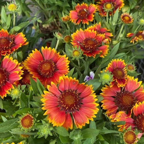 600 piezas Planta de Gaillardia - Gaillardia Pulchella, semillas de flores silvestres perenne resistente Flor de escarapela planta perenne resistente, semillas de jardín semillas semillas