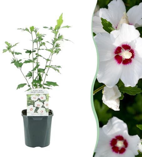 Arbustos - Hibiscus syriacus Corazón Rojo - Flor blanca con corazón rojo - 1 Planta - Caduca - Mantenimiento reducido - 35-45cm - Ø18cm - Planta de jardín