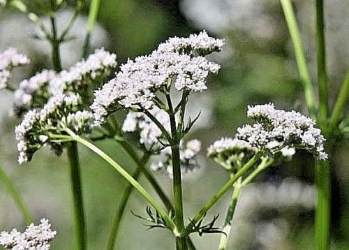 VALERIAN HERB, 51 SEEDS VALERIANA OFFICINALIS, angenehm duftende Blumen, HERB