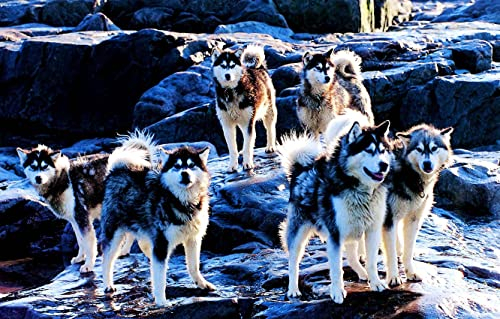 Klassische Puzzles 1000 Teile Sechs Husky-Hunde Auf Stein Wintertier 75 * 50Cm