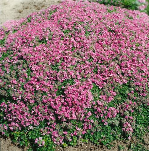 Thymus praecox 'Minor' ca. 9x9 cm Topf - Teppich-Thymian, rosa Blüten, Blütezeit Mai-August, ideal für Steingärten, bienenfreundlich, pflegeleicht
