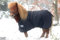600 D Klett Regendecke Schwarz Winterdecke Outdoordecke Shetty Pony Decke 65 70 75 80 85 90 95 100 cm Hier 90 cm