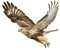 ihreesy 3d Adler Autoaufkleber,Wasserdicht Fahrzeug Dekoration Anti-Kratzer Vinyl Auto Aufkleber Motorhaube Karosserie Aufkleber Körper Aufkleber Auto Styling Dekoration Sticker,#D