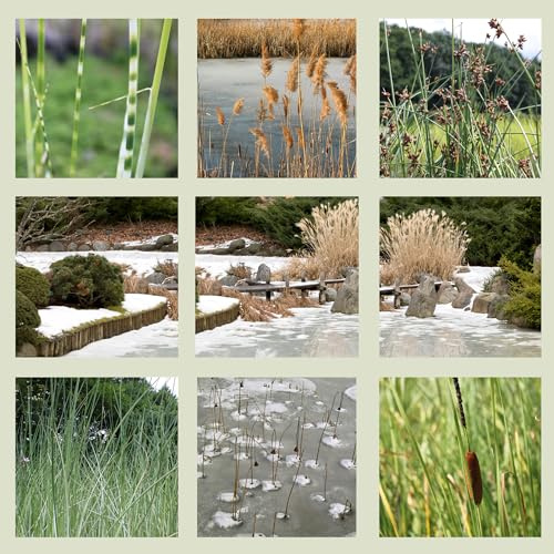 WASSERPFLANZEN WOLFF ° natürlicher, biologischer Eisfreihalter für den Teich, verhindert dass die Oberfläche des Gartenteiches im Winter zufriert, Qualitätsstauden - 4er Mix im 19cm PFLANZKORB