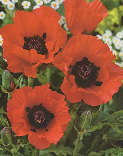 Riesenmohn Papaver orientale in rot3 Wurzelstücke Winterhart Staude Mohn
