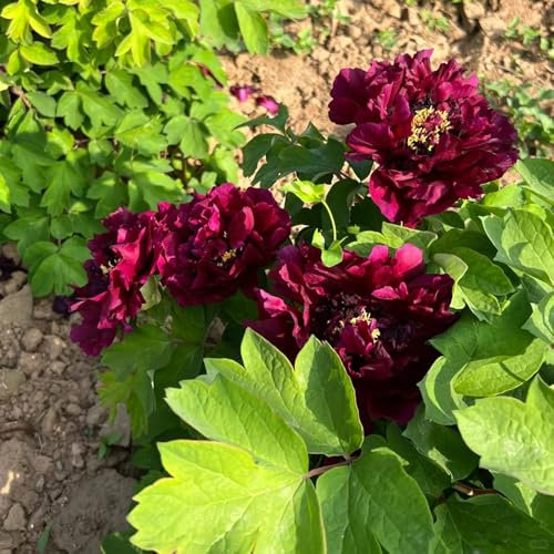 3 pcs Pfingstrosen Knollen Kaufen, blumenzwiebeln mehrjährig winterhart, nachhaltige geschenke Peony Bulb, Pfingstrosen Zwiebeln, blumen für balkon, pflanzen winterhart draußen frühblüher