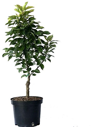 Zwergbirne Luisa, Birne, kleinbleibender Birnenbaum, zwergwüchsig, ca. 60-80 cm im 7,5 Liter Topf