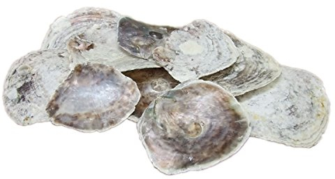 CF-NatureCraft Placuna Placenta Natur Muschelplatten ca. 10-12cm 10 Stück Maritime Deko Südsee Karibik Muscheln Seestern Meeresschnecke