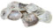 CF-NatureCraft Placuna Placenta Natur Muschelplatten ca. 10-12cm 10 Stück Maritime Deko Südsee Karibik Muscheln Seestern Meeresschnecke