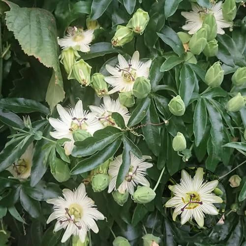 300 Pcs Passionsblume Pflanze Samen, Winterharte Pflanzen Für Garten, Winterharte Blumen (Passiflora Caerulea) Gartenblumen, Zimmerpflanzen Samen, Grüne Wand Blumenwiese Samen, Steingartenpflanzen