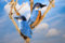 Kösen Eisvogel blau/orange 16 cm Stofftier Stoffvogel