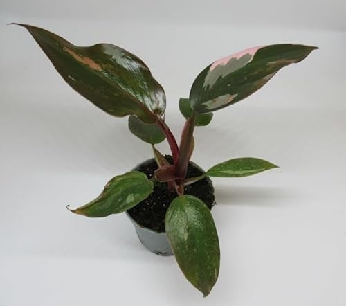 florari Philodendron Pink Princess / Pinker Baumfreund