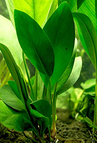 Anubias Congensis Plante d'aquarium vivante