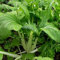 Semillas madre Pak Choi blancos