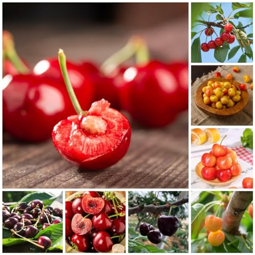20 pcs kirschbaum samen - Prunus avium - indoor garden, gartenpflanzen kirschbaum pflanze extrem winterharte kübelpflanzen, balkon pflanze exotische früchte, hochbeet balkon balkonpflanzen