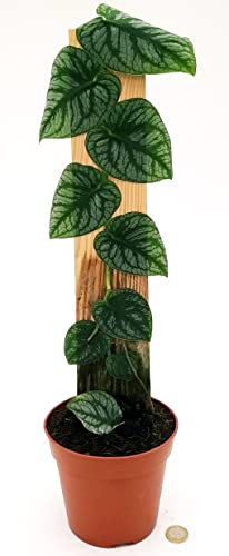 POWERS TO FLOWERS - PHILODENDRON, PHYLODENDRON, MONSTERA DUBIA, altezza 50cm, pianta vera