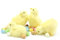 Mini Osterküken Osterdeko Ornament Plüsch Küken Kuscheltier Ostern Puppe Stofftier Plüschtier Küken Ornament Flauschige Mini Küken Ostern Huhn Figur Plüsch Tier Spielzeug Party Dekoration Handwerk