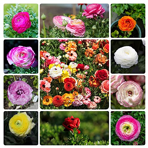 Ranunkeln Zwiebeln Zierlauch Winterhart MehrjäHrig Blumenzwiebeln Mix Butterblumen Zwiebeln Frisch Balkon Blumen Deko Buttercup BlüTenmix Gartenpflanzen Winterharte KüBelpflanzen 20 Ranunkeln Zwiebel