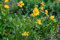 50 pezzi di semi di fiori Clematis Florida