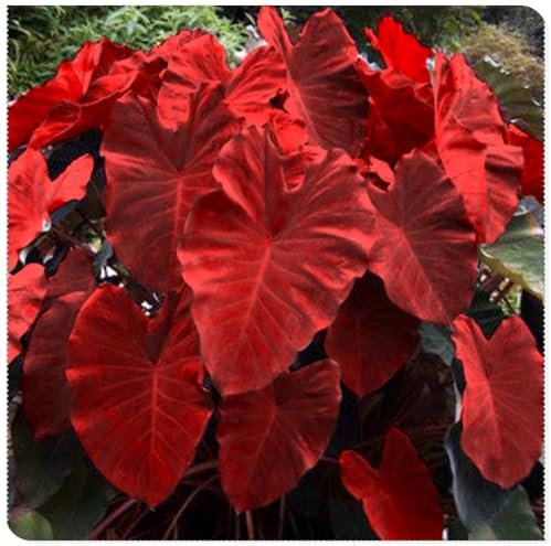 Mehrfarbige Elefantenohren, Taro-Knollen, Stauden, Gartenpflanzen, Schattenbäume-2 zwiebeln-A