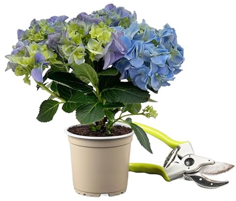 Hortensia Azul Natural Planta de Crecimiento Abundante y Flores Grandes