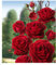 BALDUR Garten Delbard® Kletterrosen 'Messire Delbard®', 1 Pflanze, Kletterpflanze winterhart, mehrjährig, blühend, Rosa Hybride, schnell kletternd, blüht mehrmals im Jahr