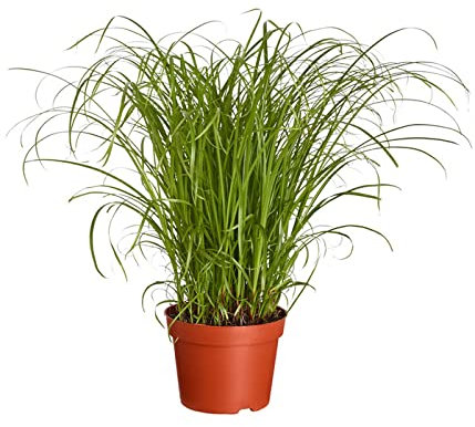 Hierba de Gato Planta Gatera Natural Ideal para Gatos y Otros Animales