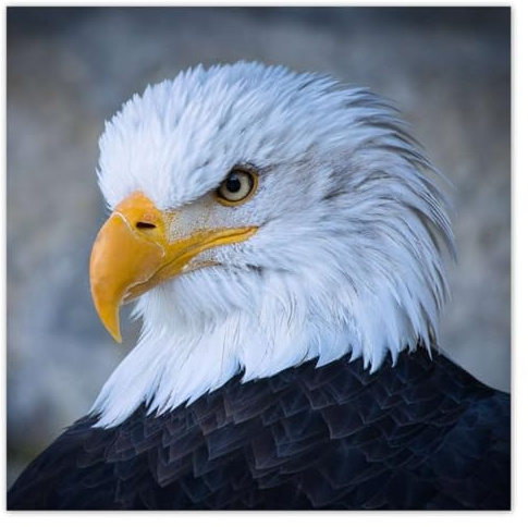 Foto, Poster, Wanddekoration, 140 x 140 cm, schöner Adler, Nr. H9943Z_PL1EP