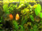 Hintergrundmix, 5 Töpfe Aquarienpflanzen, 5 Sorten