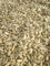 10 kg Sack Sonnenblumen-Herzen – Vogelfutter