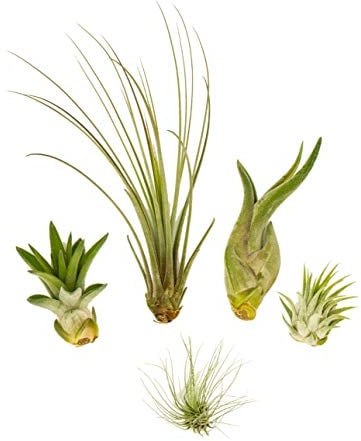 Tillandsien MINI 5er Mix, Tillandsia, Bromeliengewächs