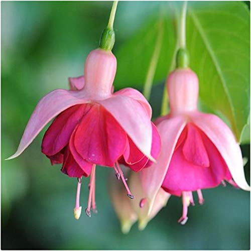 Fuchsia 'Garden News' Hardy Shrub Fuchsia x 5 Plug Plants by Growtanical®