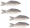 TOYANDONA 4 Stücke Simulierte Fisch Kunststoff Spielzeug Künstliche Fisch Modell