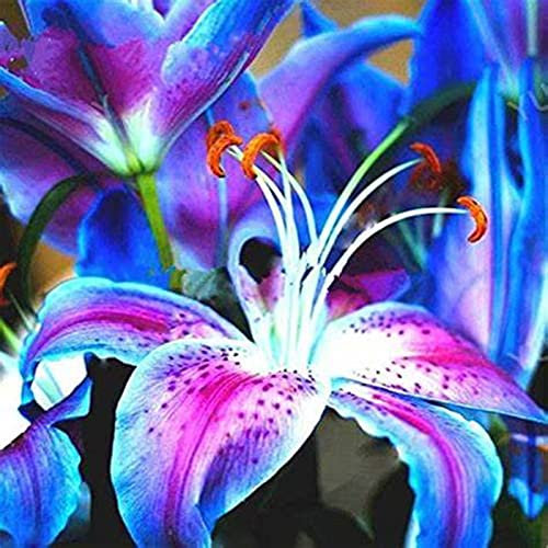 I Gigli Sono Adatti Per La Coltivazione Dei Giardinieri Alle Prime Armi Giglio Sembra Nobile Ed Elegante Bulbi Di Giglio, Giglio Ha Un Odore Forte E Dolce Giglio -4bulbi-I